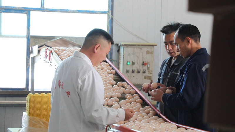 数字赋能 贵州三都蛋鸡生态养殖跑出“加速度” (1).jpg