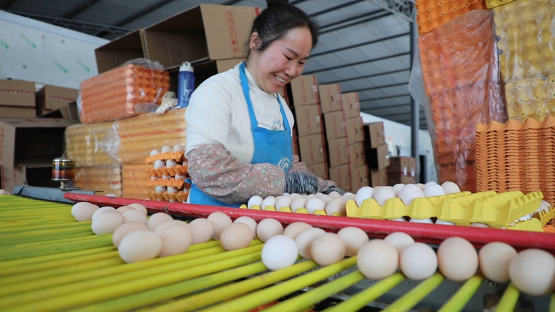 数字赋能，贵州三都蛋鸡生态养殖跑出“加速度”。