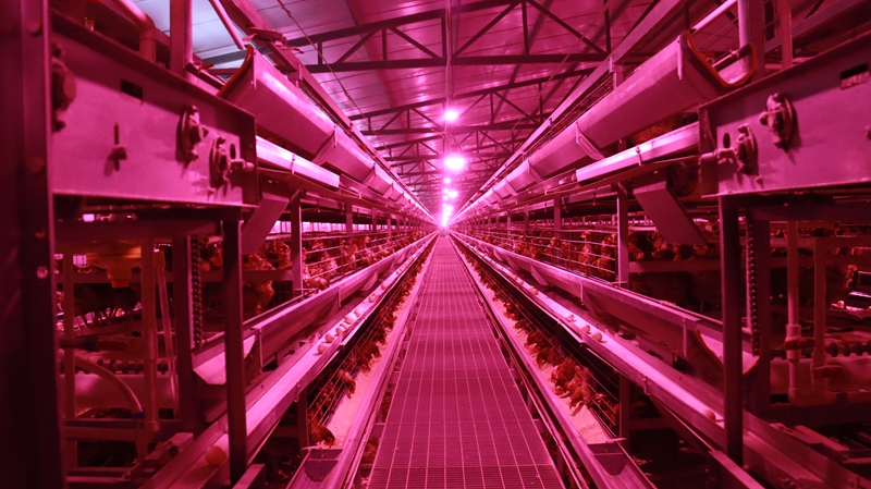 数字赋能，贵州三都蛋鸡生态养殖跑出“加速度”。