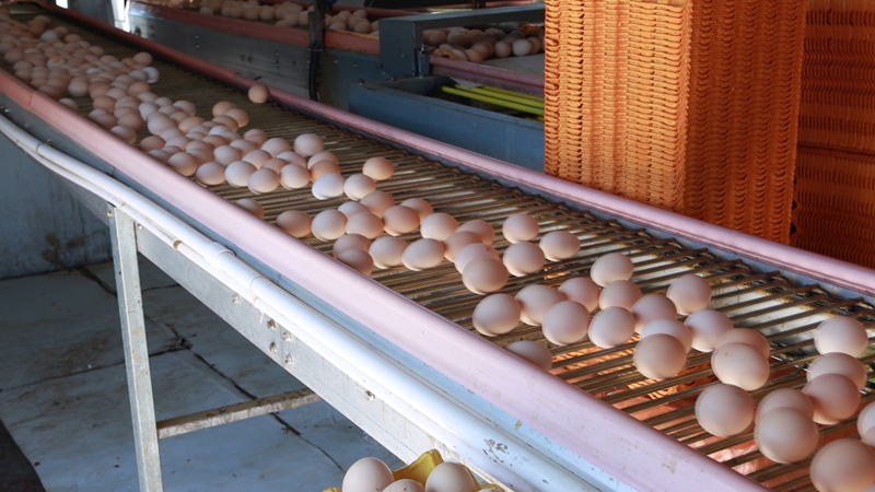 鸡蛋自动传输.jpg