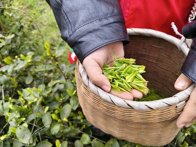 新鮮採摘的嫩綠春茶。.jpg