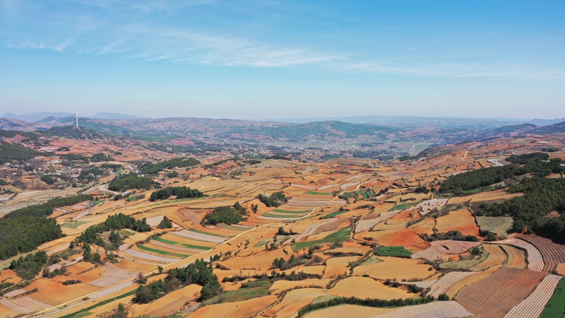 3月19日，航拍秀水鎮華豐村馬鈴薯種植基地一角。陳逍攝