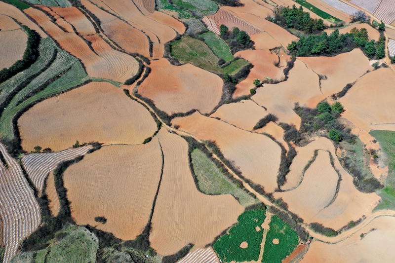 3月19日，航拍秀水鎮華豐村馬鈴薯種植基地一角。陳逍攝