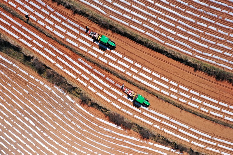 3月19日，在秀水鎮華豐村馬鈴薯全程機械化種植基地，馬鈴薯一體化播種機正在播種馬鈴薯。陳逍攝