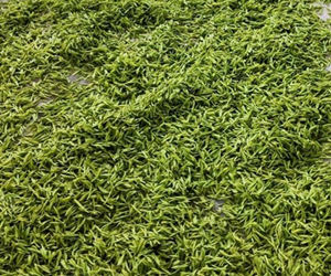 普定朵贝茶：新动能驱动