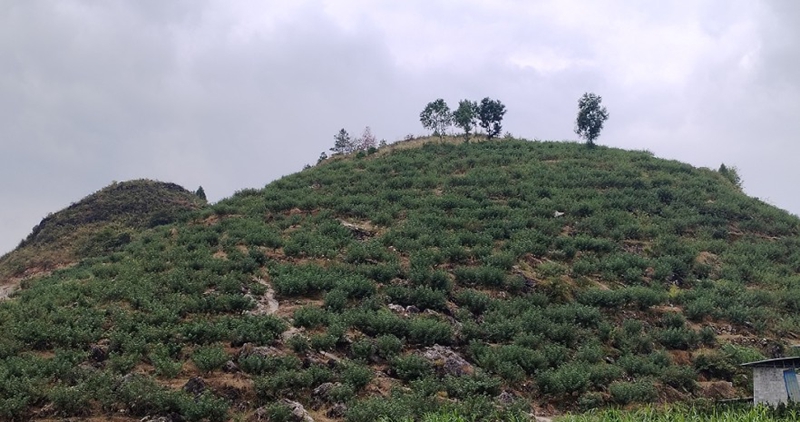 從“石漠灰”到“產業綠”。