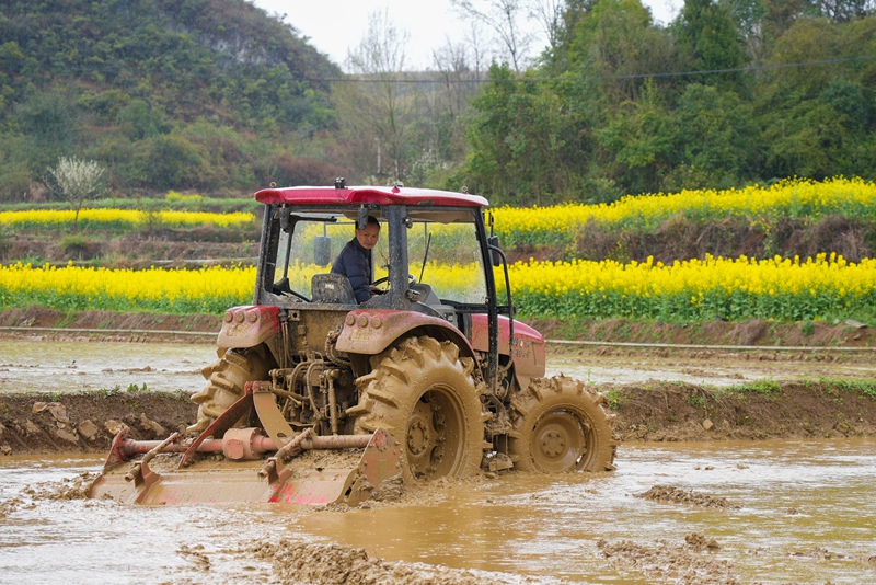 蔣華駕駛旋耕機在整理水稻育秧田。陸勁鬆 攝