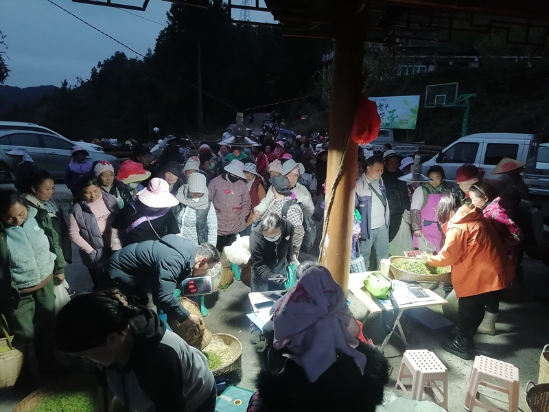 圖為雷山茶葉收購點7