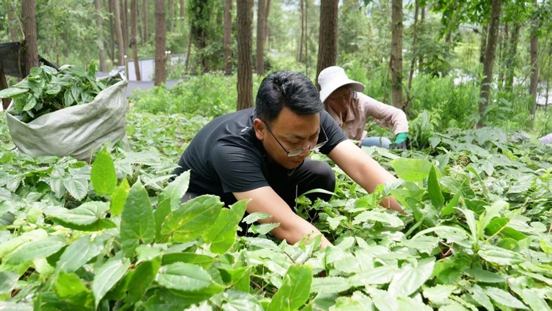 谢建青在林地里观察淫羊藿长势。