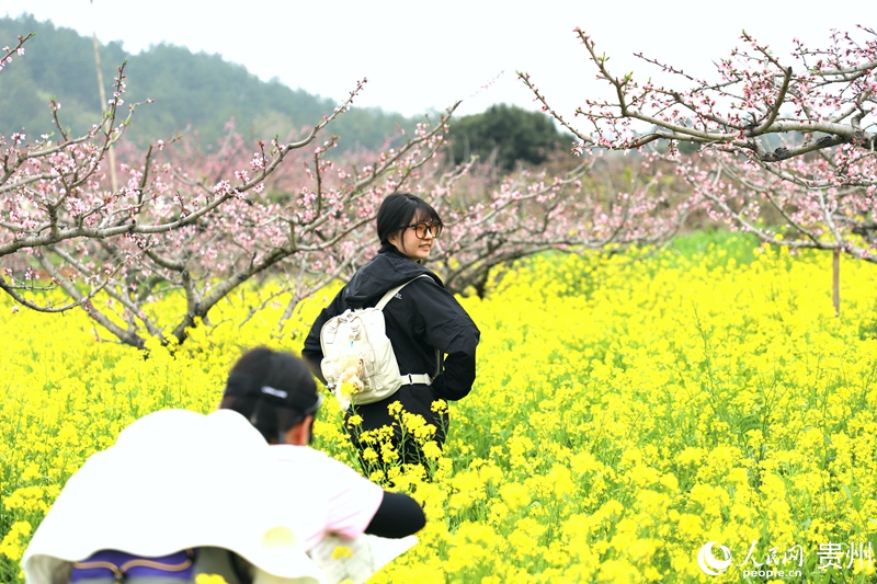 游客在油菜花田与桃林间打卡拍照。人民网 龙章榆 摄