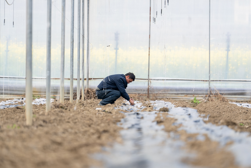 工人在大棚内铺设滴灌管道。人民网记者 涂敏摄