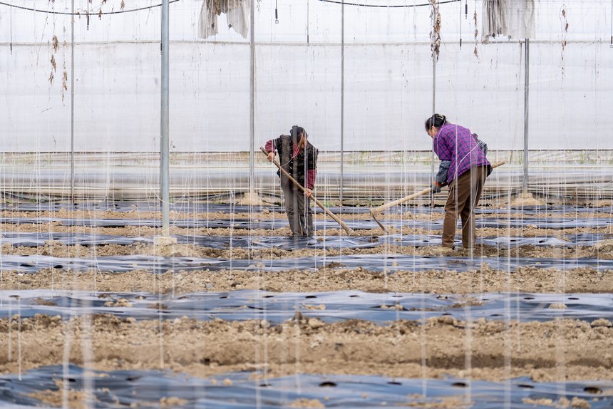 大棚内，工人们正为刚刚种下的贝贝南瓜覆土培垄。人民网记者 涂敏摄