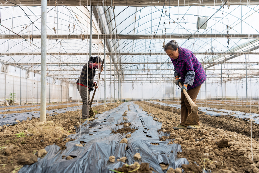 大棚内，工人们正为刚刚种下的贝贝南瓜覆土培垄。人民网记者 涂敏摄