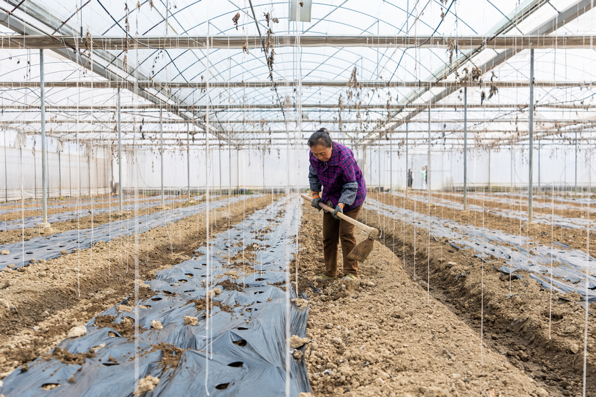大棚内，工人们正为刚刚种下的贝贝南瓜覆土培垄。人民网记者 涂敏摄