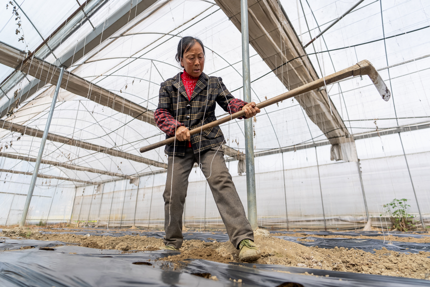 大棚内，工人们正为刚刚种下的贝贝南瓜覆土培垄。人民网记者 涂敏摄