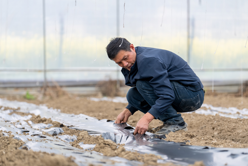 工人在大棚内铺设滴灌管道。人民网记者 涂敏摄