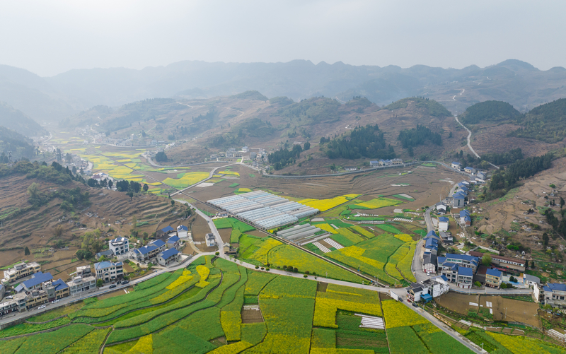 贵州仁怀：大棚春耕管护忙