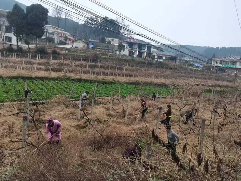 图为:村民为葡萄基地除草