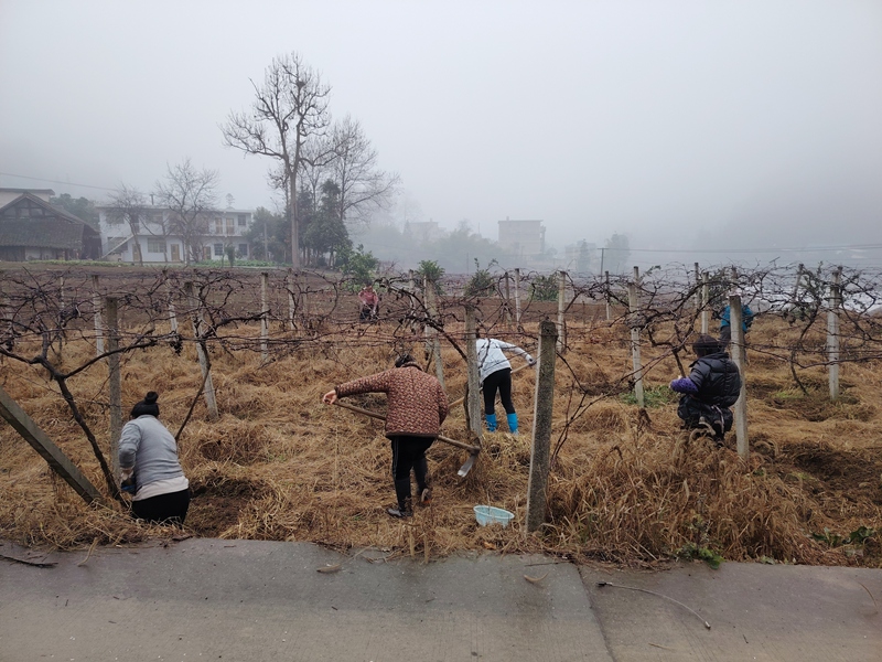 图为:葡萄基地忙碌