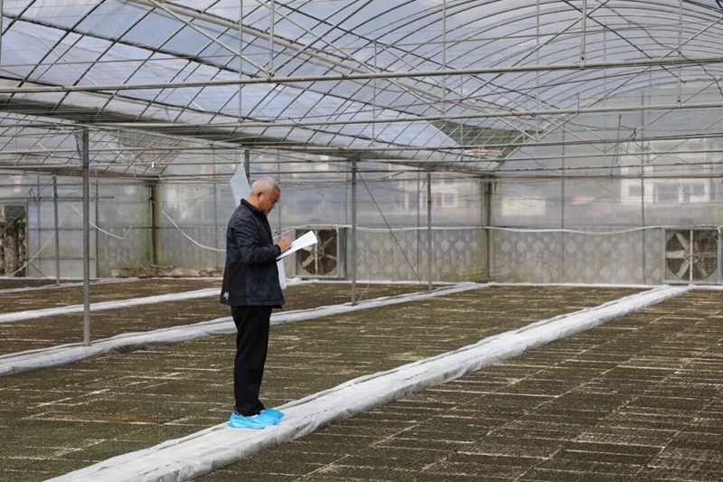 图为:烤烟育苗大棚