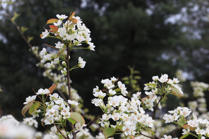3月19日，古達鄉中田村梨園基地梨花正盛放  王衛 攝 (3)