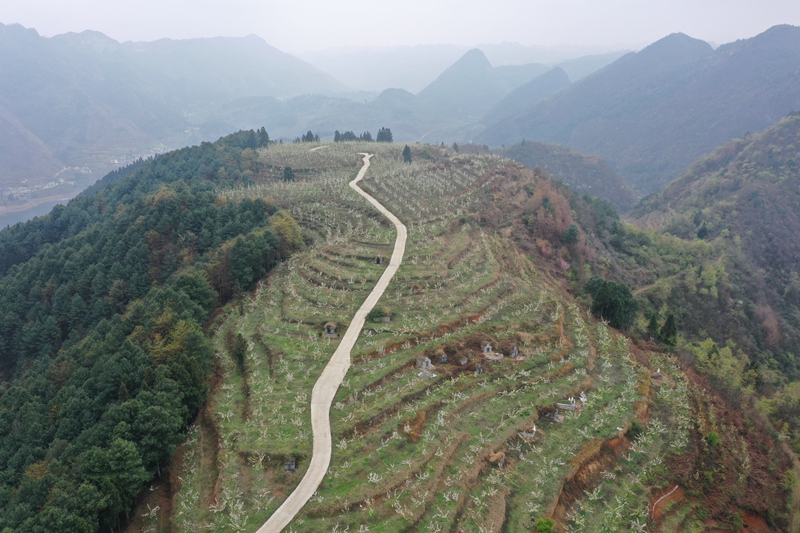 3月19日，古達鄉中田村梨園基地   魯紹林  攝