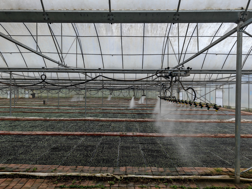 自动化喷淋系统运行，细密水雾均匀滋养棚内烟苗。谢永恒摄