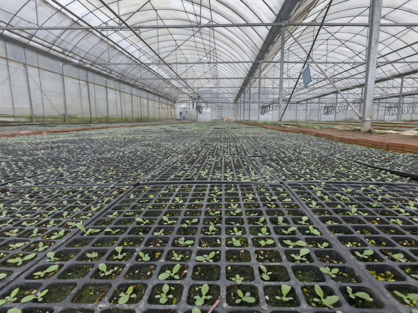 智能育苗棚内，烟苗嫩芽在育苗盘中舒展新绿。谢永恒摄