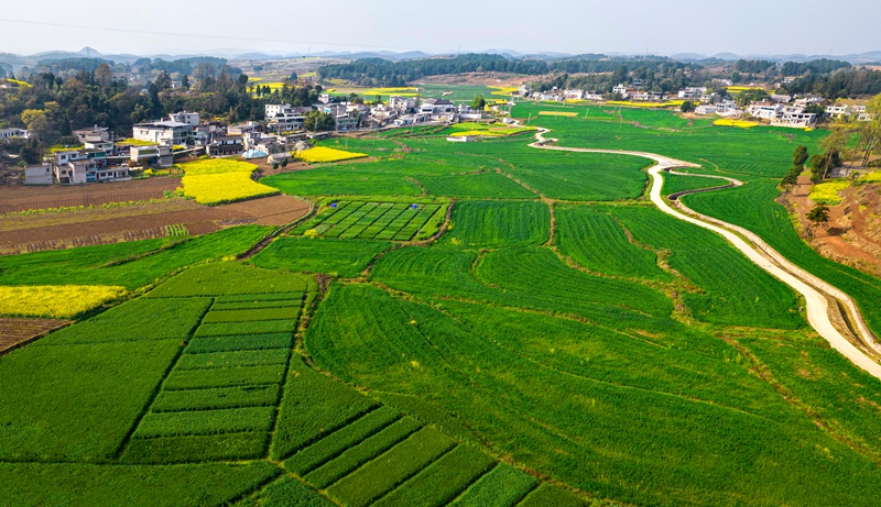 3月21日，貴州省黔西市金碧鎮高標准農田裡的小麥長勢喜人。