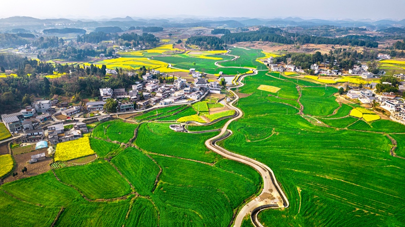 3月21日，貴州省黔西市金碧鎮高標准農田裡的小麥長勢喜人。