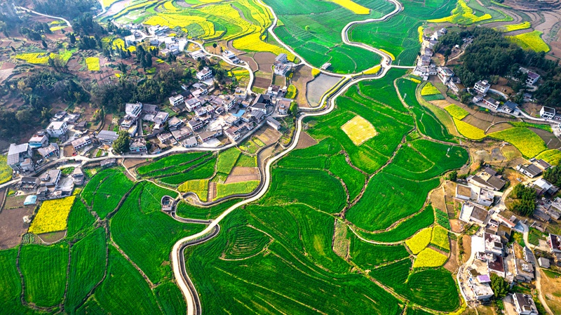 3月21日，貴州省黔西市金碧鎮高標准農田裡的小麥長勢喜人。