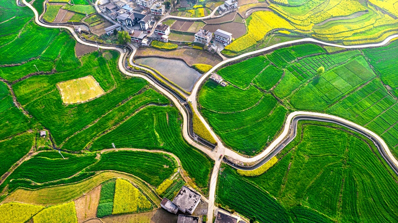 3月21日，貴州省黔西市金碧鎮高標准農田裡的小麥長勢喜人。