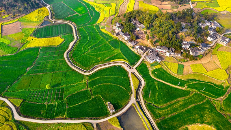 3月21日，貴州省黔西市金碧鎮高標准農田裡的小麥長勢喜人。