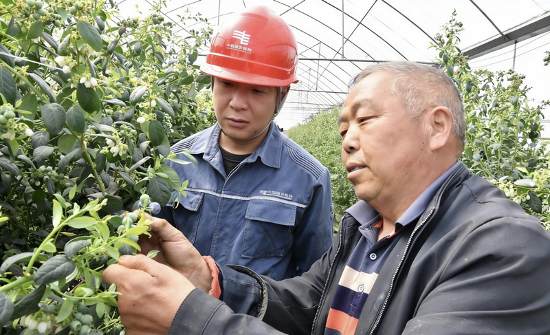 藍莓基地負責人在給工作人員介紹藍莓。