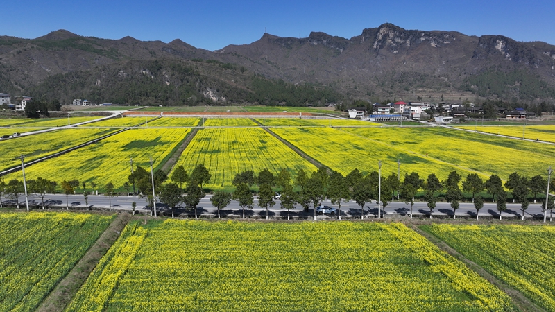 國道352線穿越烏羅油菜花海。   戴剛攝.jpg
