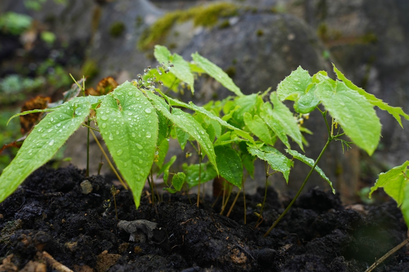 2026年3月19日，貴州省畢節市納雍縣樂治鎮碓叉壩社區淫羊藿種植基地，長勢良好的淫羊藿。