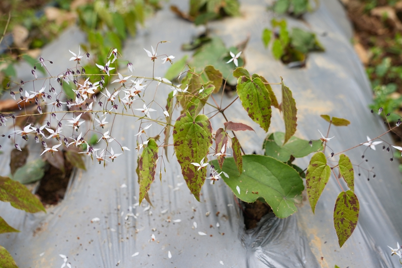 2026年3月19日，貴州省畢節市納雍縣樂治鎮碓叉壩社區淫羊藿種植基地，長勢良好的淫羊藿。