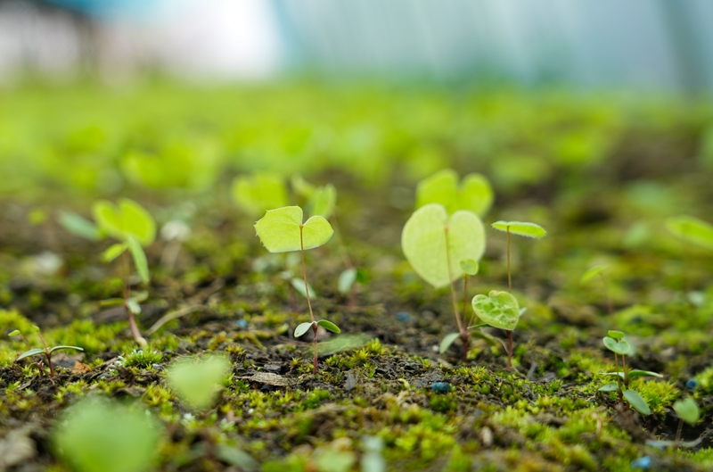 2026年3月19日，貴州省畢節市納雍縣樂治鎮碓叉壩社區淫羊藿種植基地，淫羊藿幼苗。