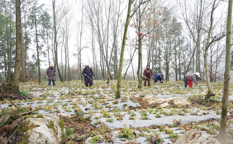 2026年3月19日，貴州省畢節市納雍縣樂治鎮碓叉壩社區淫羊藿種植基地，村民在給淫羊藿施肥。 