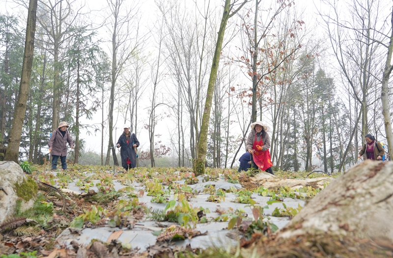 2026年3月19日,貴州省畢節市納雍縣樂治鎮碓叉壩社區淫羊藿種植基地,村民在給淫羊藿施肥。