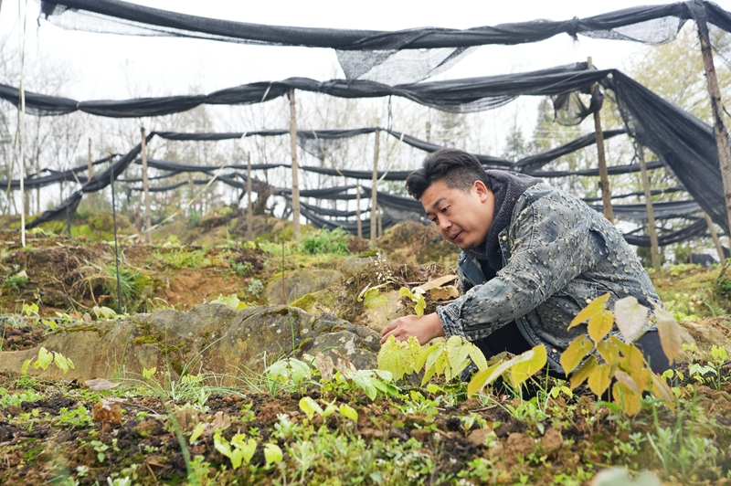2026年3月19日,貴州省畢節市納雍縣樂治鎮碓叉壩社區淫羊藿種植基地,基地負責人在察看淫羊藿長勢。