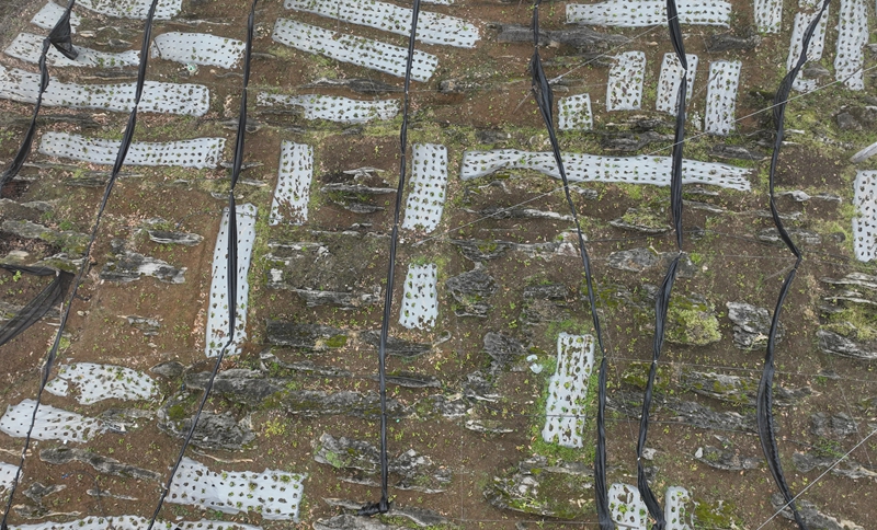 2026年3月19日,貴州省畢節市納雍縣樂治鎮碓叉壩社區淫羊藿種植基地一角。