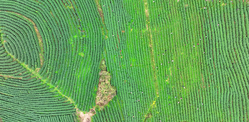 万亩茶园陆续采摘。