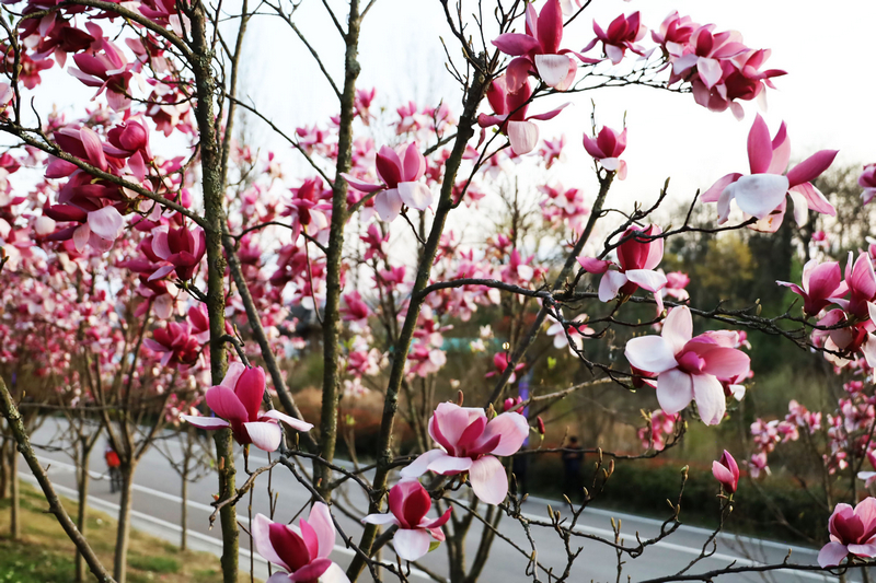 拍摄的草海北坡生态公园竞相绽放的玉兰花，一派生机盎然的景象。
