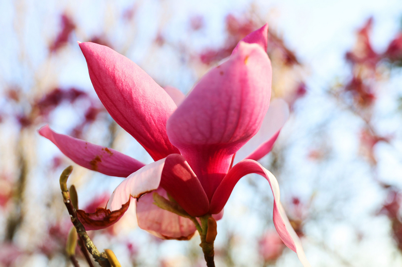 拍摄的草海北坡生态公园竞相绽放的玉兰花朵。