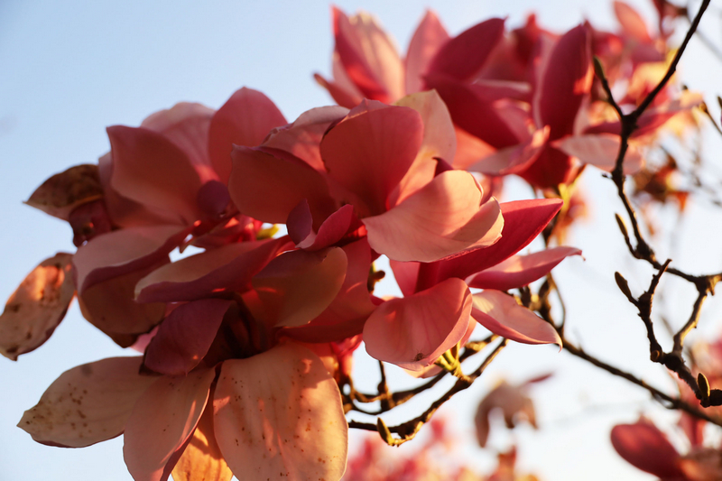 拍摄的草海北坡生态公园竞相绽放的玉兰花朵。