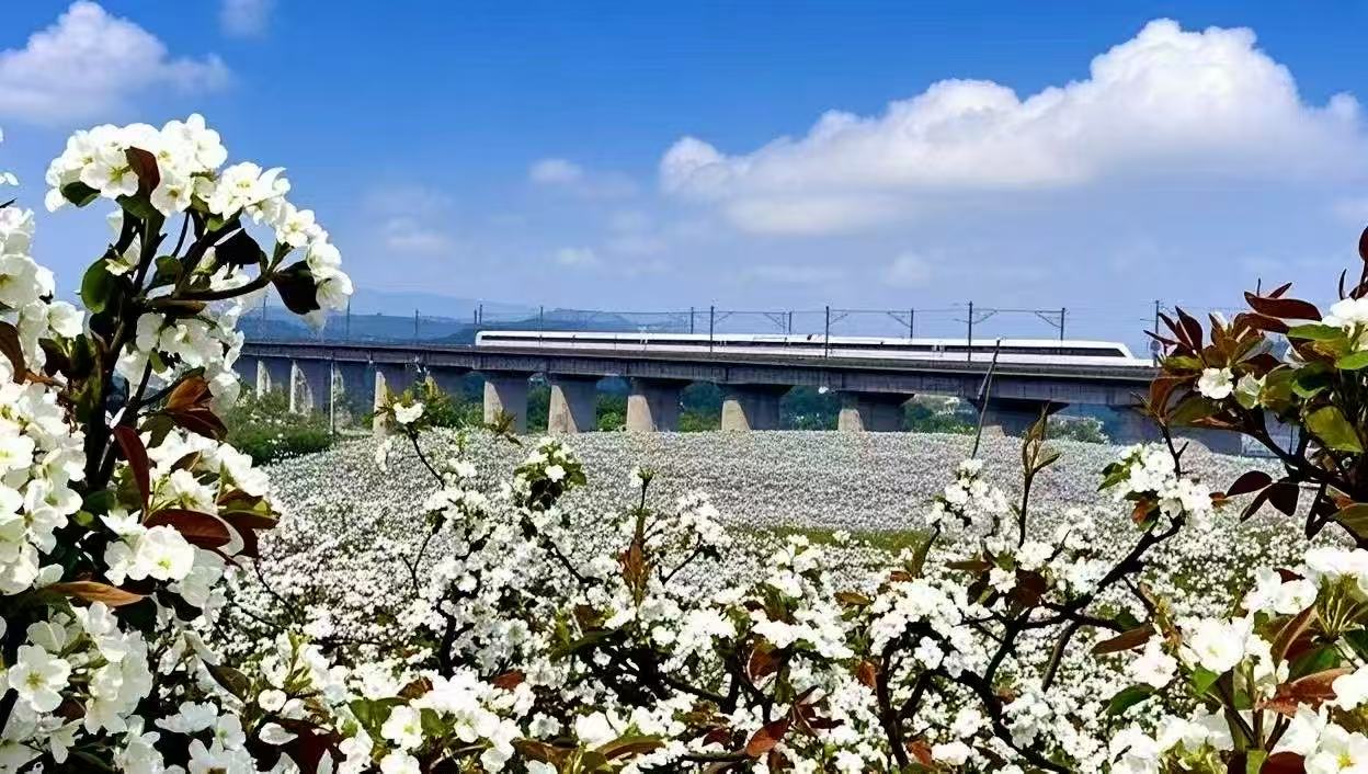 修文县景阳街道香巴湖村梨花 。贺文沣摄