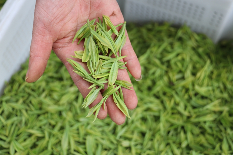 小茶芽铺就富民路。
