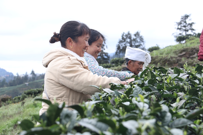 小茶芽铺就富民路。