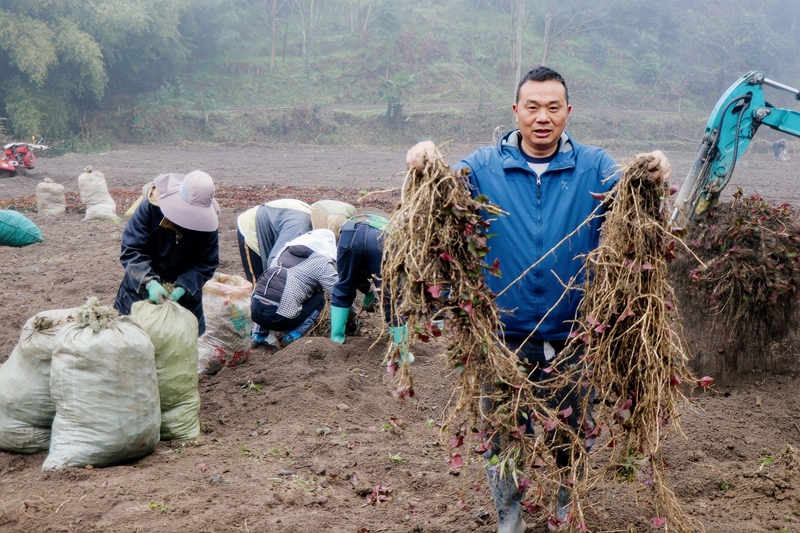 村民展示收獲的折耳根。 汪中菊攝.jpg